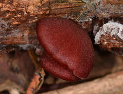 Tubaria rufofulva