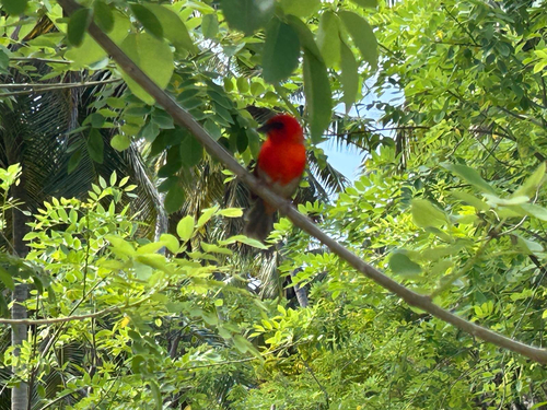 Red Fody