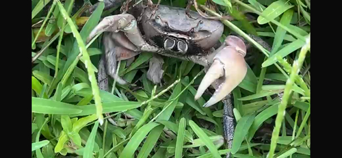 Brown Land Crab