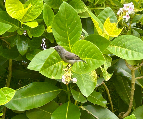Seychelles Sunbird