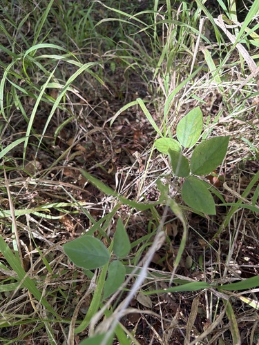 Neonotonia wightii observed 2026-09-18
