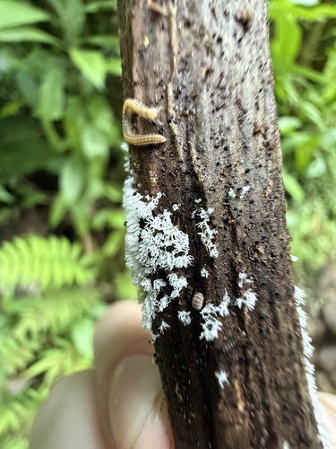 Ceratiomyxa fruticulosa observed 2026-09-23