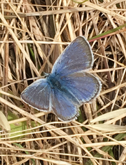 Icaricia icarioides missionensis