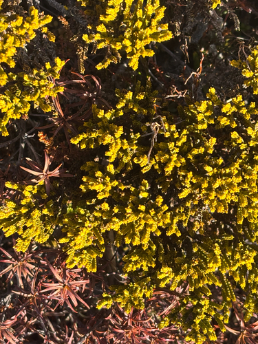 Veronica tetragona observed 2026-10-01