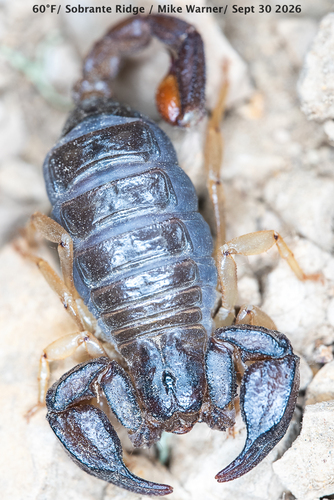 Western Forest Scorpion