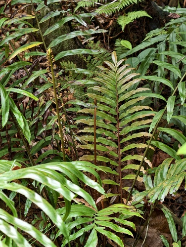 Blechnopsis finlaysoniana observed 2026-04-05