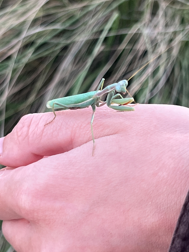 Mediterranean Mantis