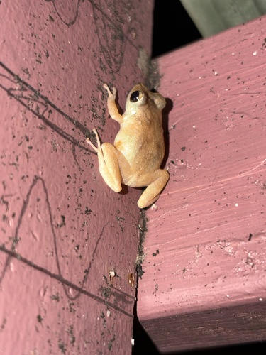 Eleutherodactylus coqui observed 2026-09-30