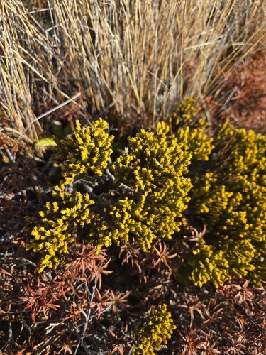 Veronica tetragona observed 2026-10-01