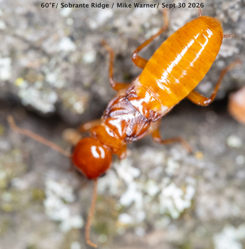 Pacific Dampwood Termite