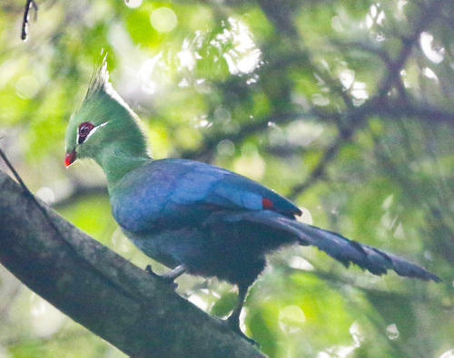iNaturalist image
