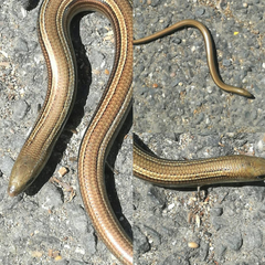 Chalcides chalcides