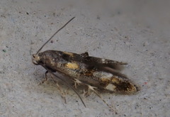 Mompha raschkiella