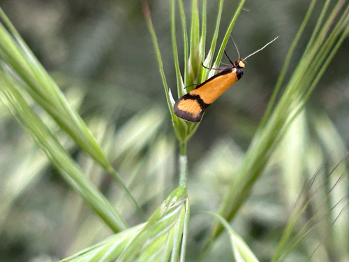 Philobota biophora