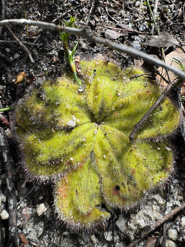Drosera collina