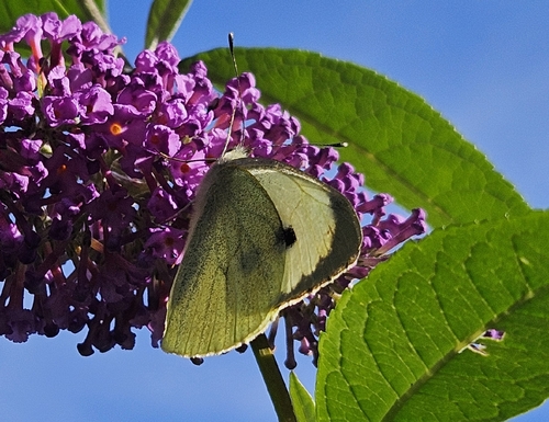 Large White