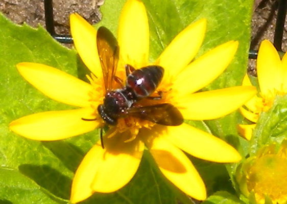 Smooth Cellophane-cuckoo Bee