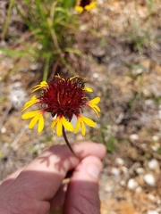 Gaillardia aestivalis