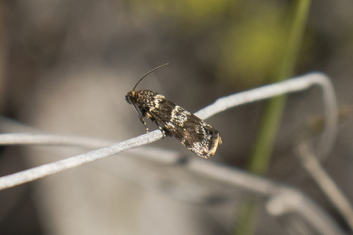 Euthorybeta xanthoplaca