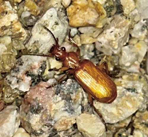 Flat-horned Ground Beetles