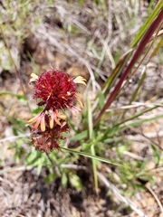 Gaillardia aestivalis