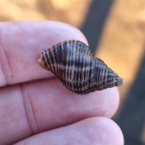 Cantharus fumosus observed 2026-10-01