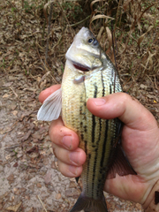 Morone mississippiensis