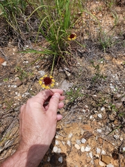 Gaillardia aestivalis