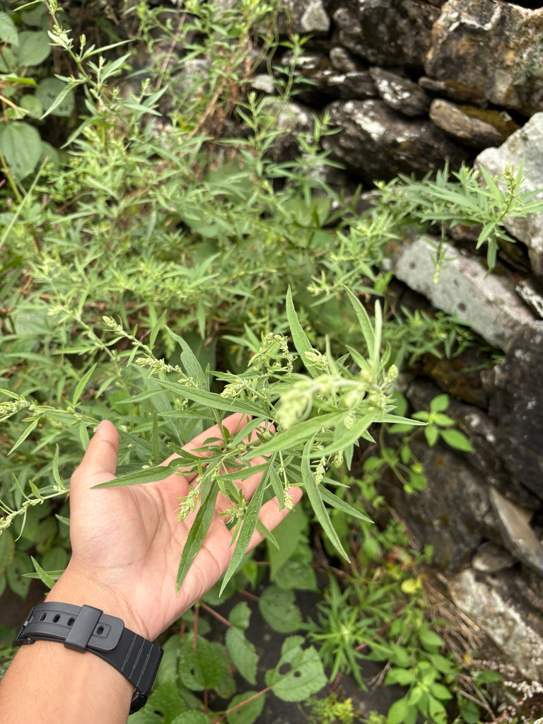 Artemisia roxburghiana