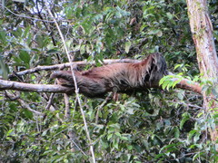 Choloepus didactylus