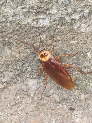 American Cockroach