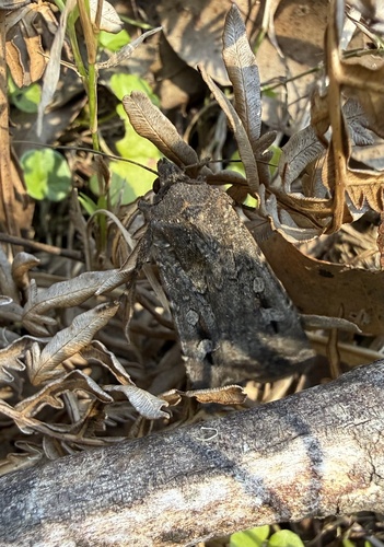 Bogong Moth