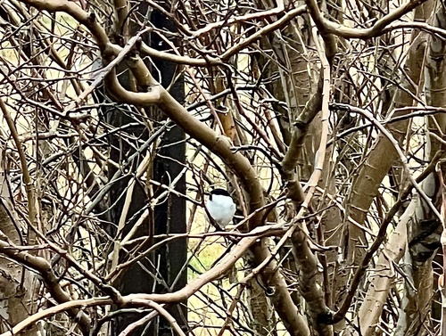 Willow Tit