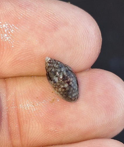Pardalinops testudinaria observed 2026-10-01