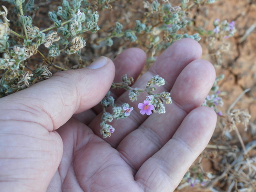 Frankenia serpyllifolia (Frankenia serpyllifolia)