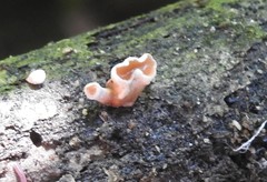 Podoscypha petalodes