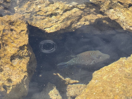Canthigaster observed 2026-09-24