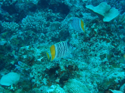 Chaetodon mertensii observed 2026-09-30