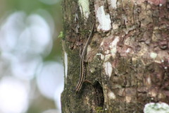 Sphenomorphus sanctus