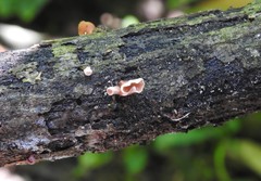 Podoscypha petalodes