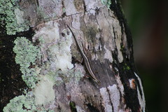 Sphenomorphus sanctus