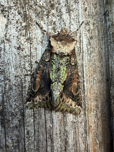 Green-brindled Crescent
