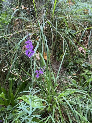 Purple Toadflax