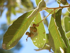 Quercus deserticola