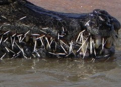Coendou longicaudatus