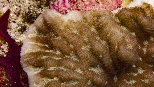 Merulina ampliata observed 2026-09-16
