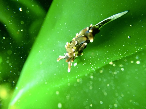 Enteromorpha-eating Sapsucker