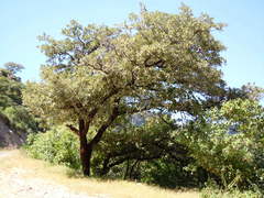 Quercus deserticola