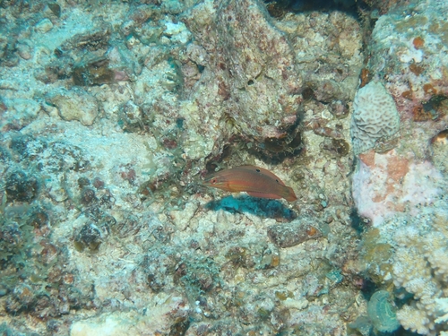Halichoeres biocellatus observed 2026-09-30