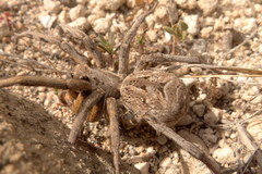 Lycosa hispanica